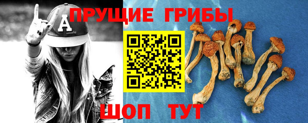Галлюциногенные грибы Psilocybe  Псилоцибиновые грибы прущие грибы  Вход с VPN  Добрянка 